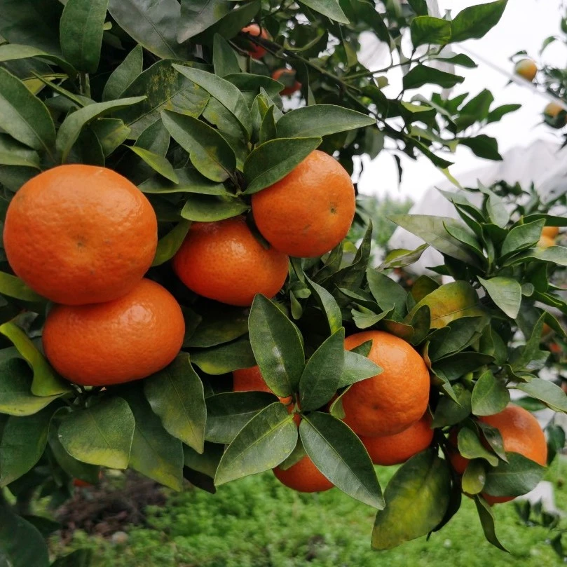 金秋砂糖橘果树苗早熟砂糖橘 11月成熟纯甜无酸