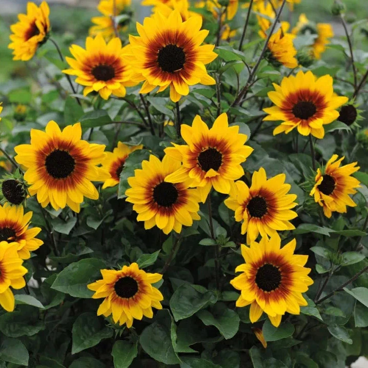 向日葵光辉岁月盆栽苗阳台耐热庭院矮生耐晒花卉植物室外花苗