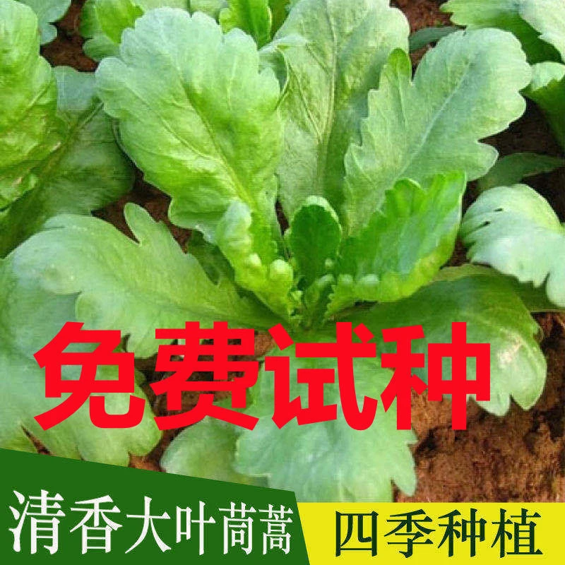 大叶茼蒿种子小叶茼蒿种子光杆茼蒿菜籽四季阳台农家青蔬菜种子
