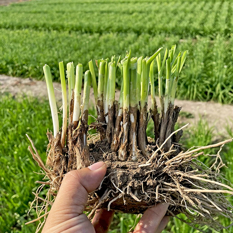 蔬菜苗韭菜根红根韭菜根韭菜秧苗割了又长能吃好几年红韭菜