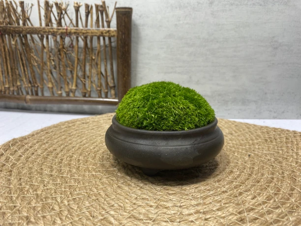 苔藓盆景 花盆尺寸直径8.8公分 高4公分