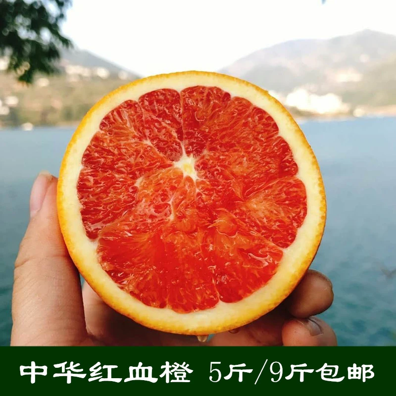 湖北秭归脐橙新鲜水果橙子中华红橙血橙红心红肉脐橙5斤/9斤包邮