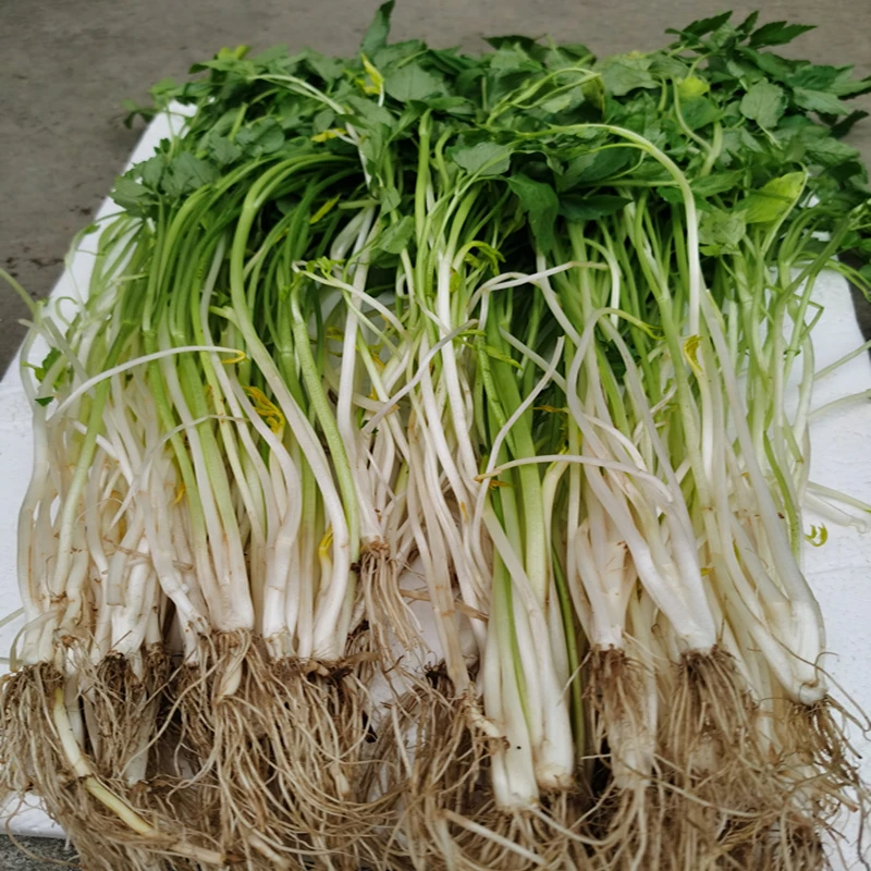 安徽无为特产新鲜蔬菜无为芹芽青芽水芹菜现挖1份起包邮