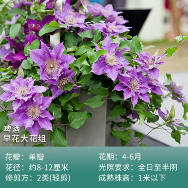 铁线莲 啤酒 大道组早花铁 适合做垂吊耐寒耐热全国可种植花卉