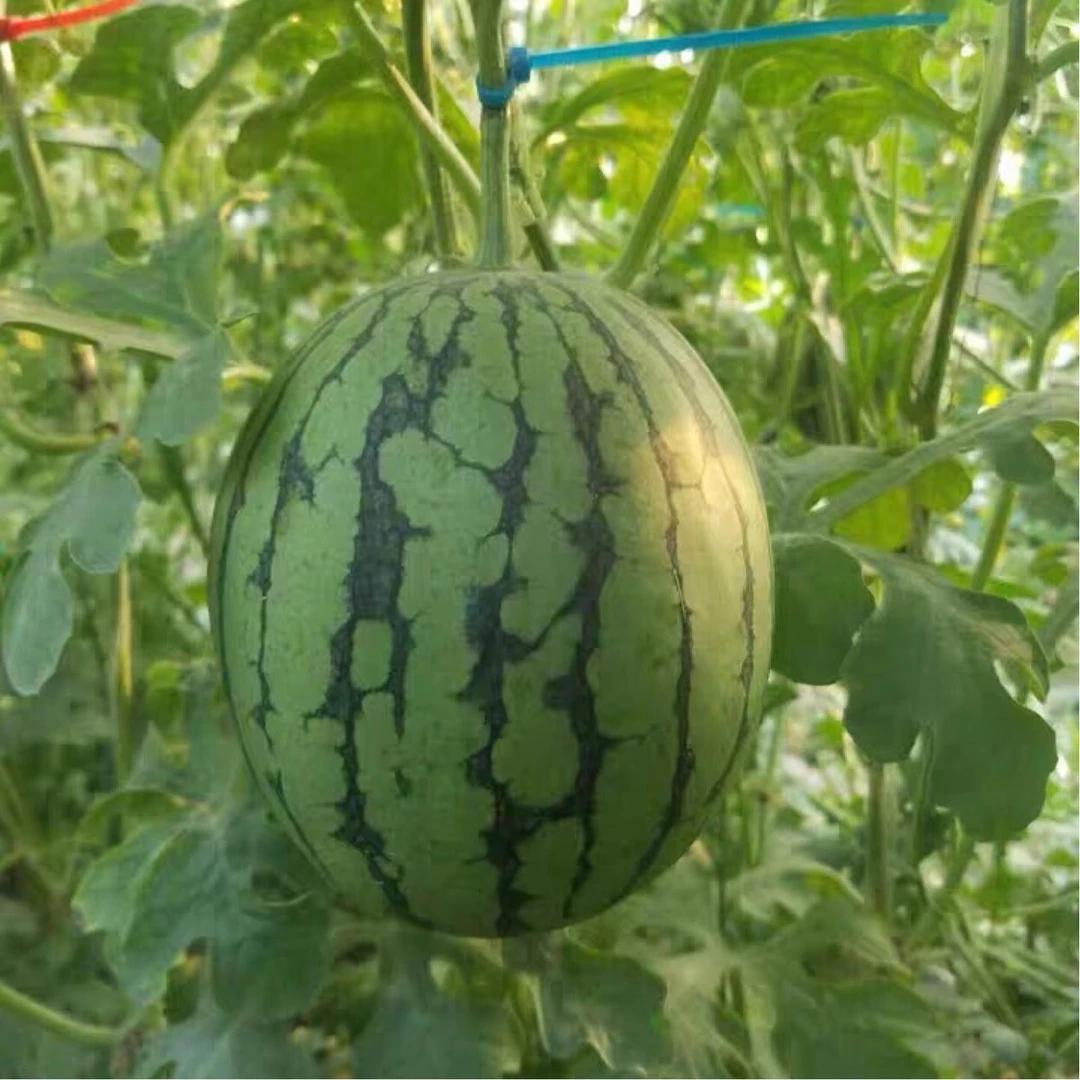 【顺丰包邮】北京大兴庞各庄头茬L600小西瓜坏果包赔