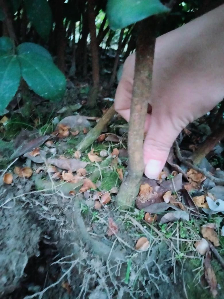 三年生高产油茶营养杯苗100棵