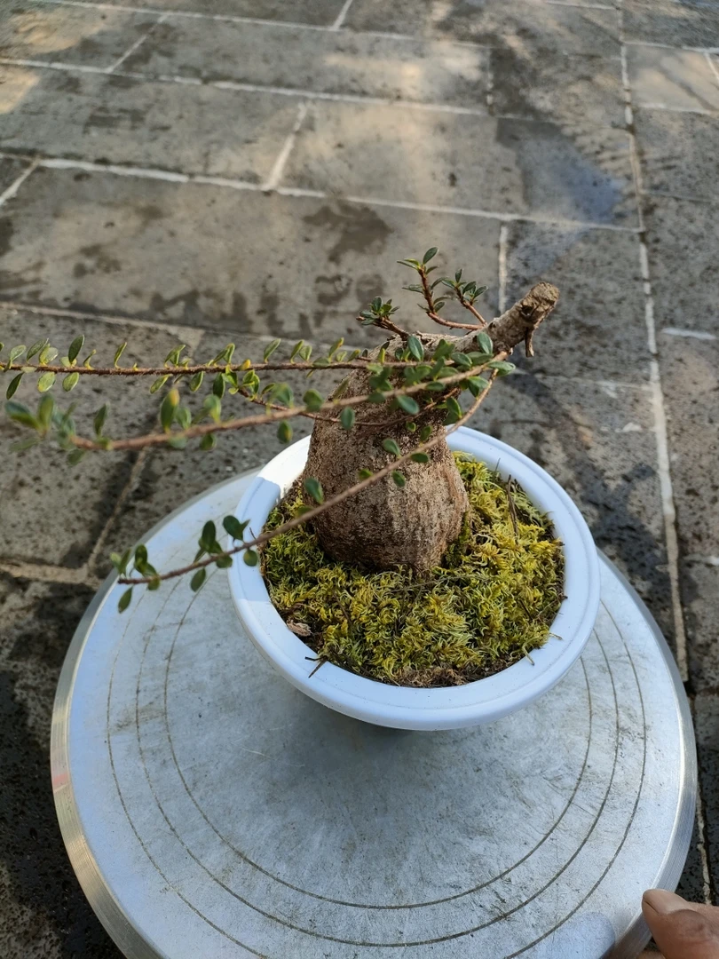 绿植桩：树萝卜类（米叶红花伍翅莓）米叶吊金钟