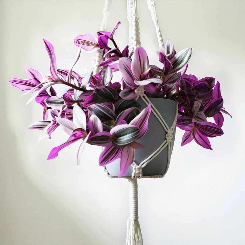 基地婚礼吊兰锦油画兰花苗盆栽室内易活绿北欧风花卉观叶植物前台