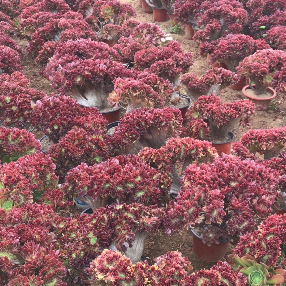 众诺法师缀化 法师锦