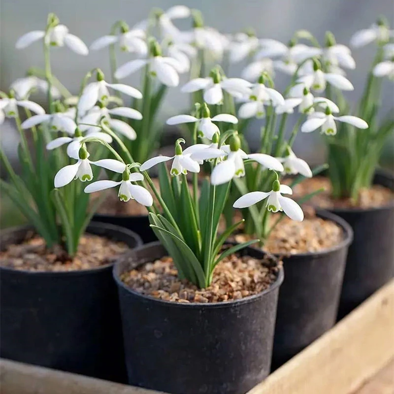 雪片莲 多年生 耐寒球根花卉庭院阳台花园植物 好养易活复花性好
