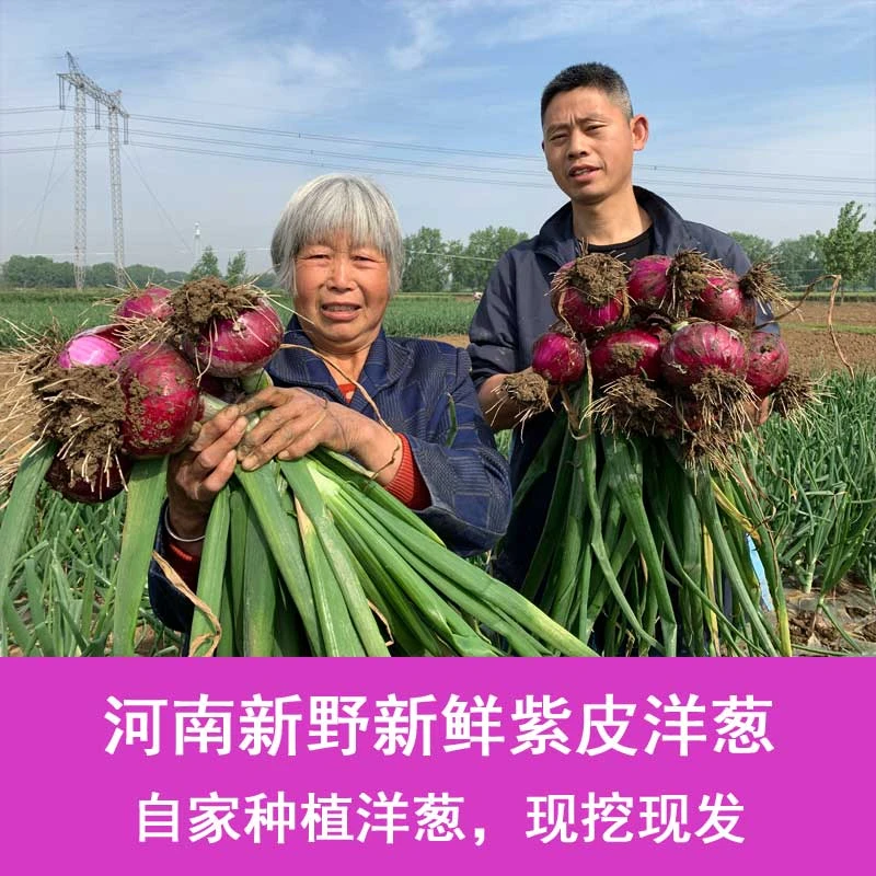 真水果洋葱2025年自家紫皮洋葱2-5斤圆葱 （到货梗不绿）