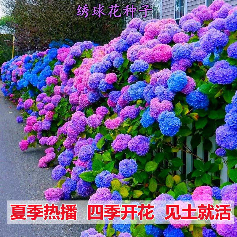 四季花种子 头条搜索