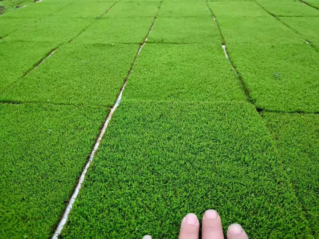 鲜活苔藓人工种植纱布短绒藓微景观假山盆面铺景