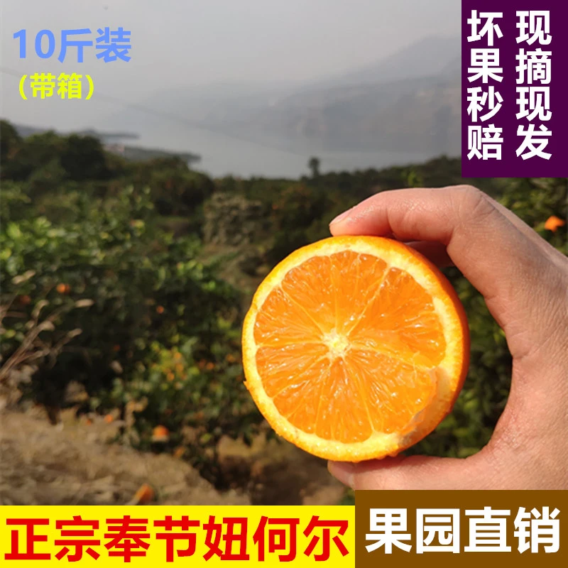 正宗奉节脐橙优质江边果园 10斤装 当季新鲜水果橙子甜橙彩箱礼盒