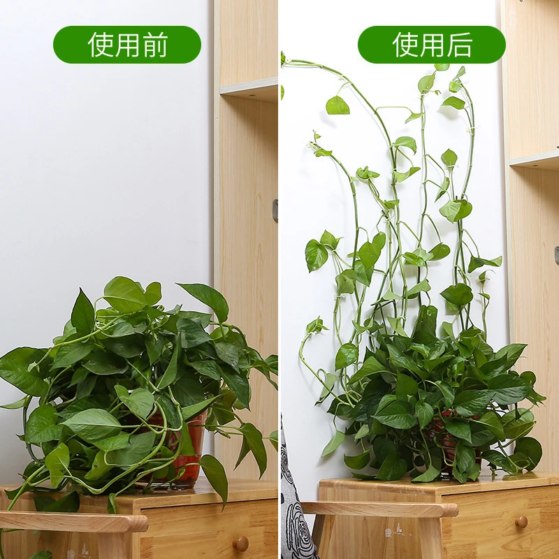 厂家绿萝黏贴式固定器 爬藤固定器