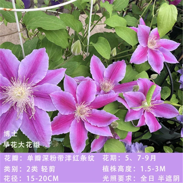 铁线莲博士/经典二类早花大花南北方种植室内外耐寒耐热花卉小苗