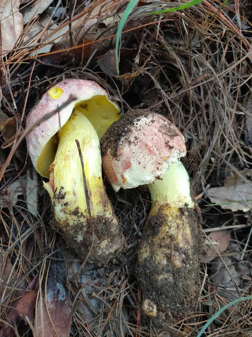 云南新鲜白葱牛肝菌