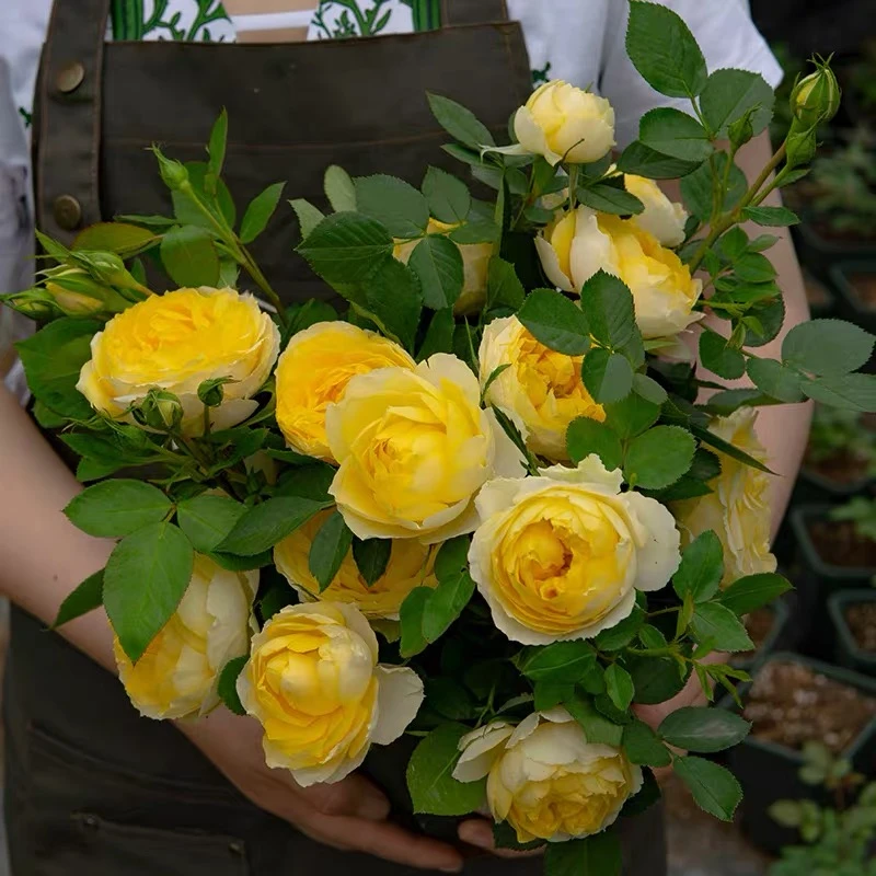 金丝鸟（著名的微月大花玫瑰月季品种）