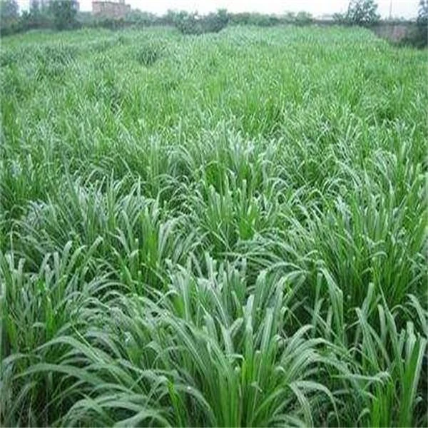 杂交甜高粱草种子草籽，牧草甜高粱草种子，含糖分的甜高粱牧草种子