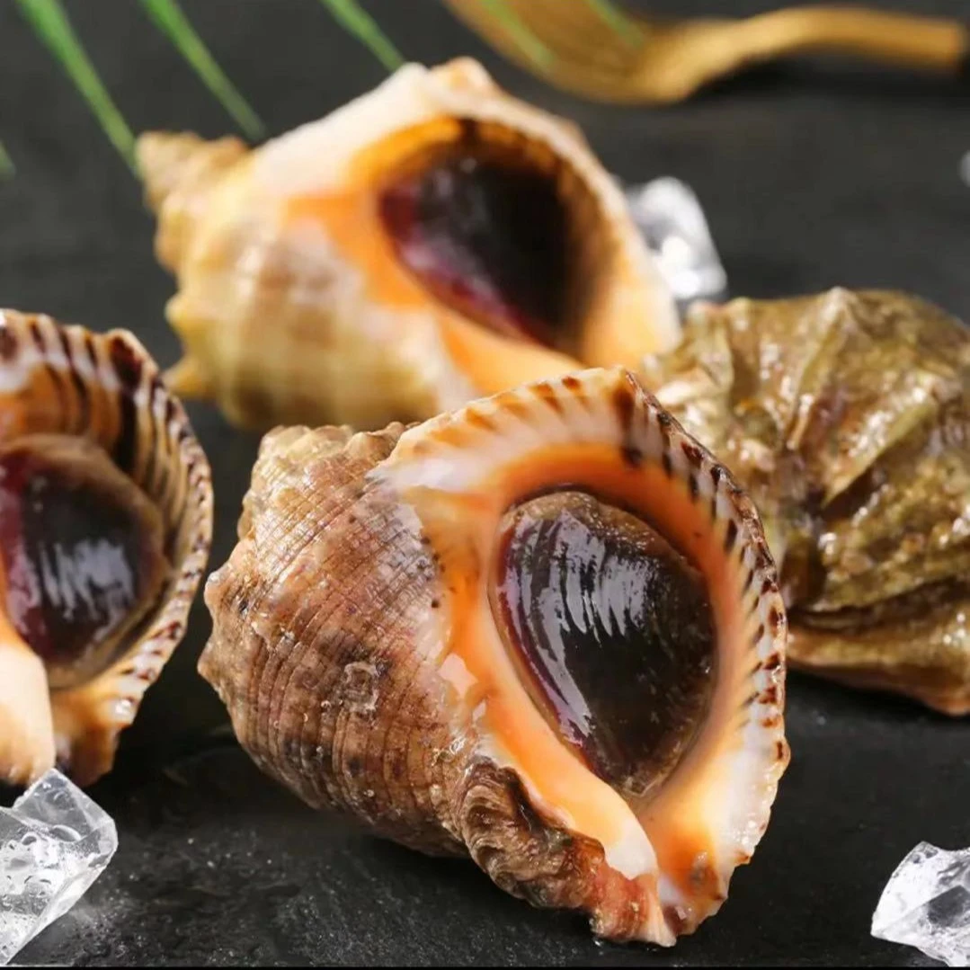 连云港  鲜活海螺三斤(收到货有坏的 签收6小时内联系售后处理)