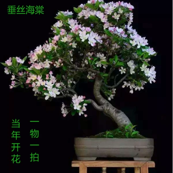 海棠冬红果/长寿冠/垂丝海棠/西府海棠/直播间一物一拍 所拍所得