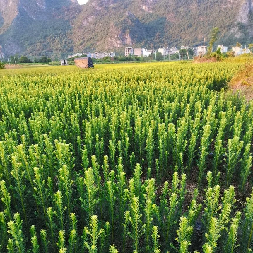 雀舌罗汉松小苗8公分到1.2米高（新疆西藏陕西甘肃等偏远不包邮）