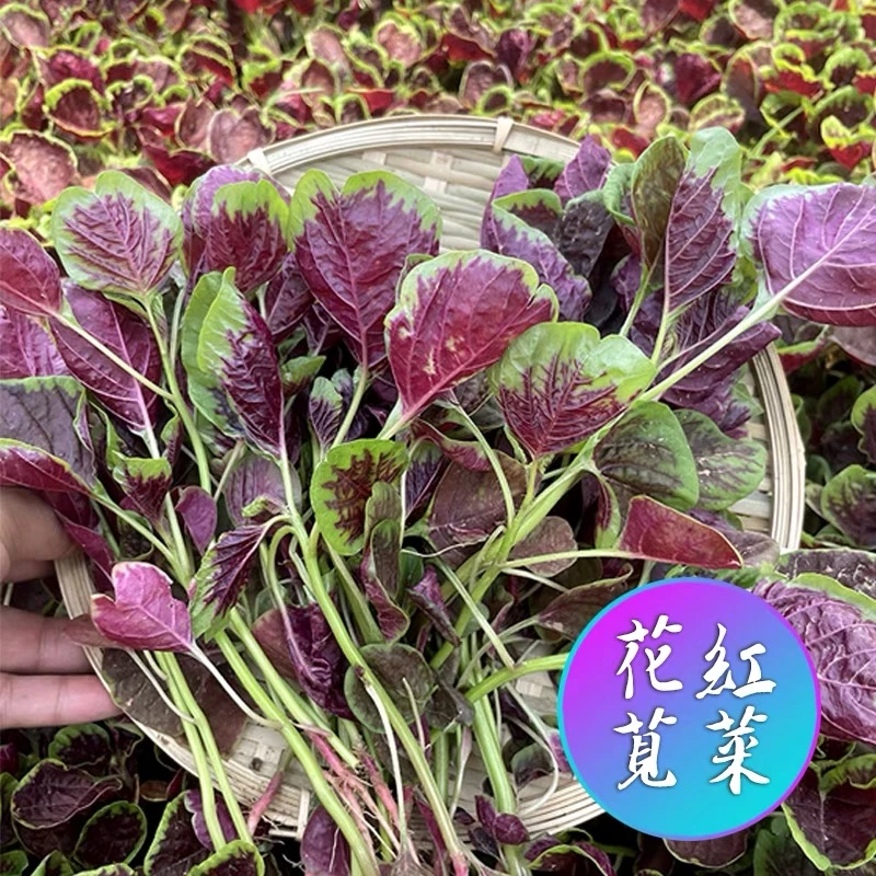 红苋菜种子四季种植优质种籽阳台花盆小院种植