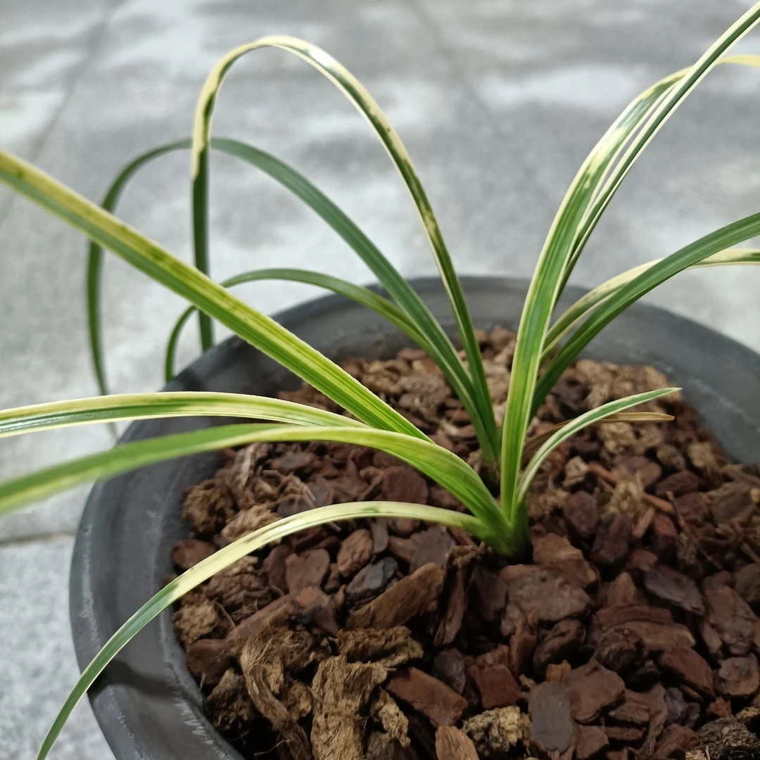 蕙兰 先明山水虎斑