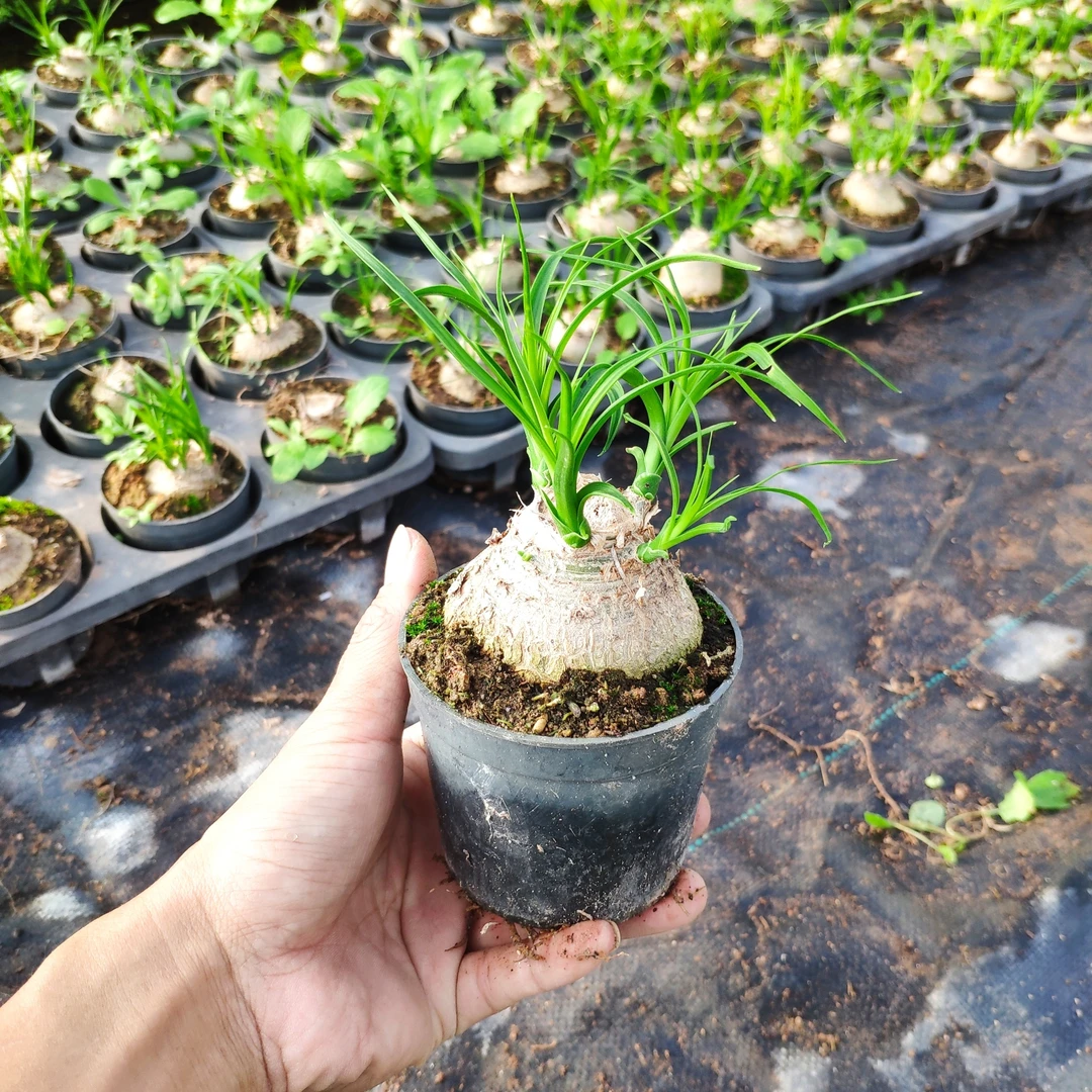 酒瓶兰花盆栽花苗多头四季常青块根植物室内外桌面观叶植物象腿树