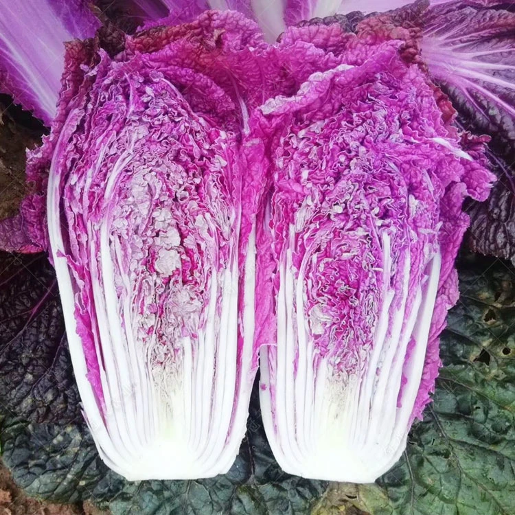 紫白菜种子紫罗兰白菜家庭种植耐热蔬菜富含花青素易种