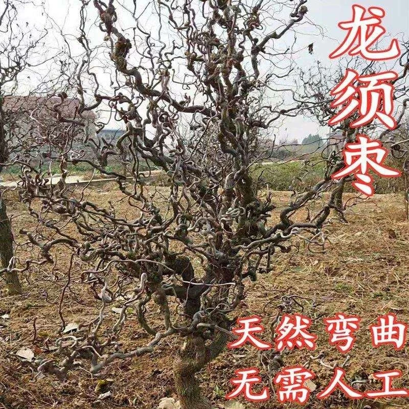 果树苗枣树苗青枣树苗游龙枣盘龙枣树苗龙须枣苗耐寒南北方栽种