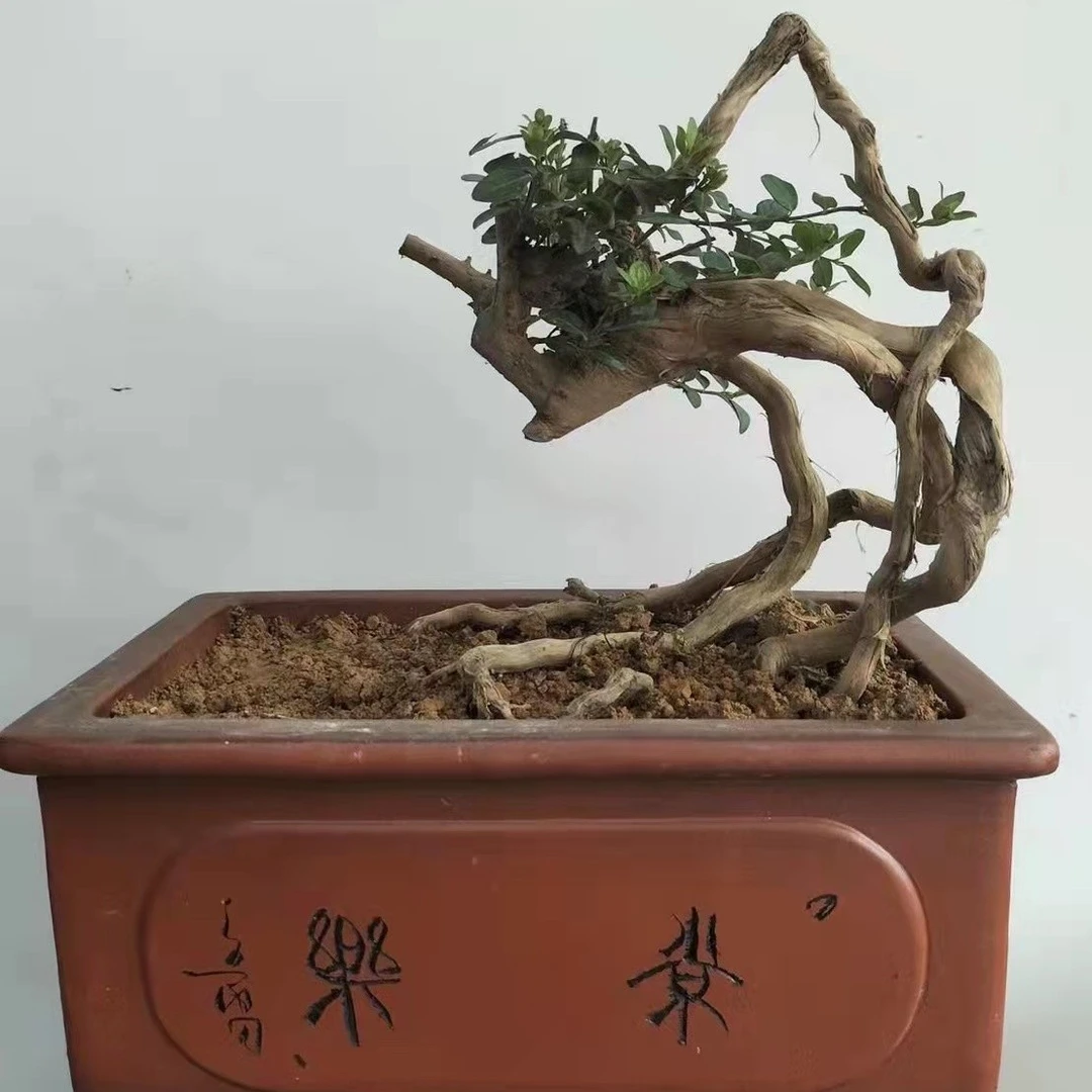 花卉绿植，盆景制作，蓝宝石蕊帽忍冬，黄杨，荀子，四季常青！
