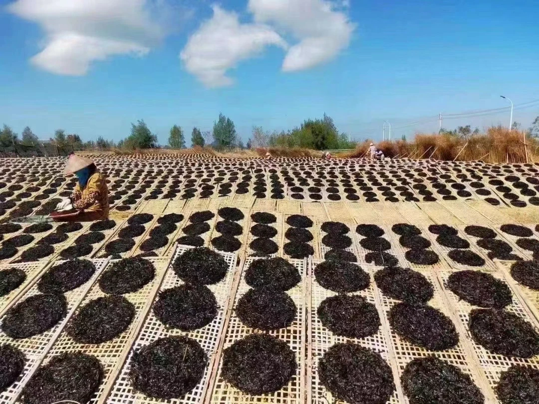 汕头南澳岛2024年12月头水紫菜250g-500g包邮