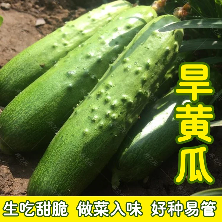 旱黄瓜种子菜籽水果黄瓜种籽四季地黄瓜秋盆栽蔬菜