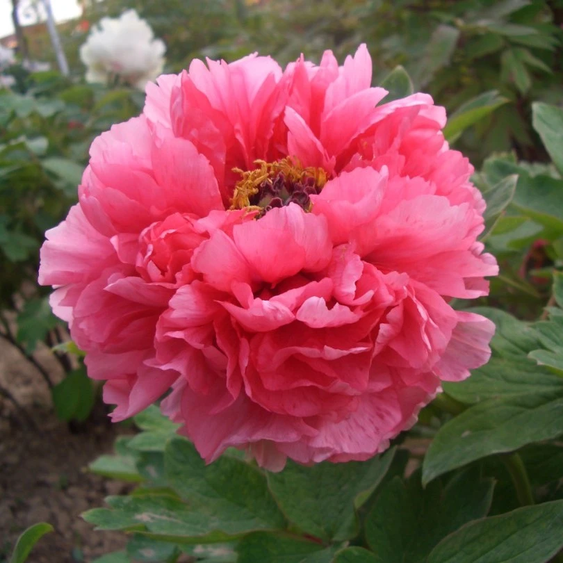 预售【春红娇艳】菏泽观赏牡丹艳红色牡丹先发预售卡秋季裸根发苗