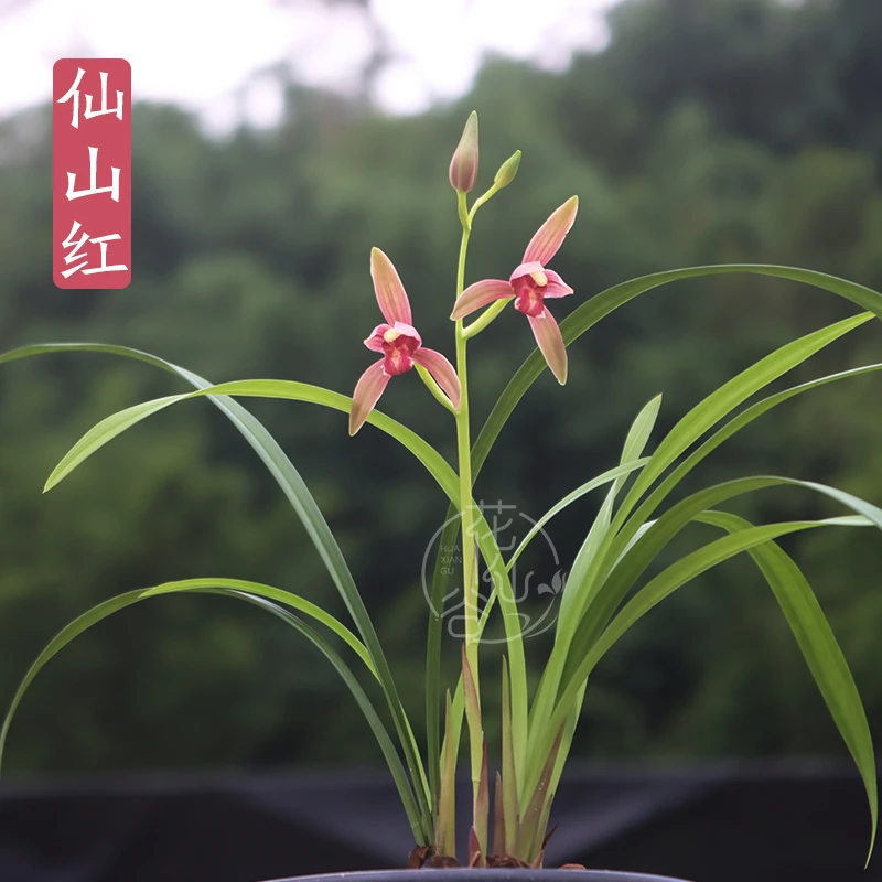 建兰红花铭品 仙山红（7月—12月带花苞）室内绿植花卉