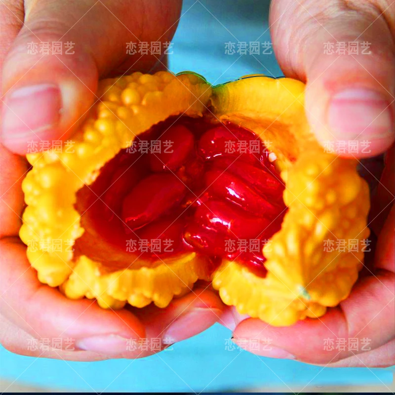 小濑瓜种子盆栽赖癞葡萄金铃子小癞瓜籽苦瓜蔬菜种孑秋冬春季四季