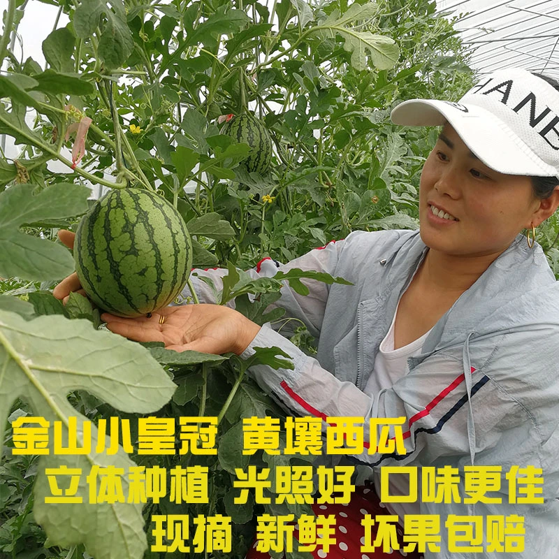 正宗金山小皇冠西瓜新鲜水果4-6只带箱20斤黄壤黒籽江浙沪皖包邮