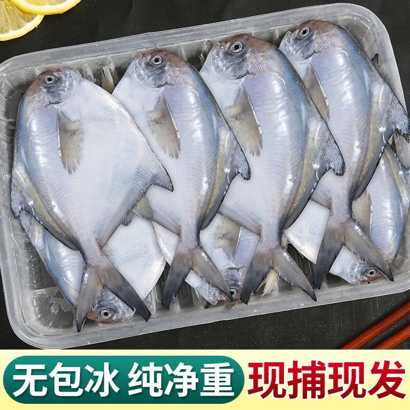 【4包，500g/包】连云港黄海野生银鲳鱼新鲜速冻6条1斤非冷库货