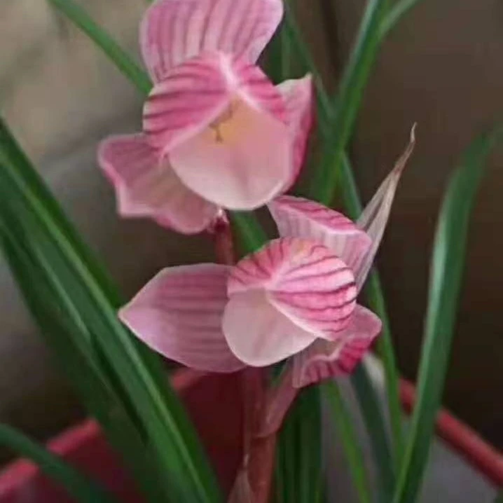 云南莲瓣兰花好苗