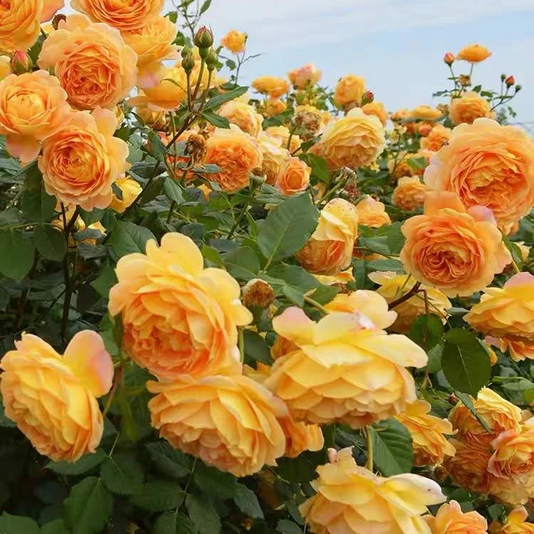 顺丰快递 爬藤月季 黄金庆典 大花浓香 多季节开花庭院阳台