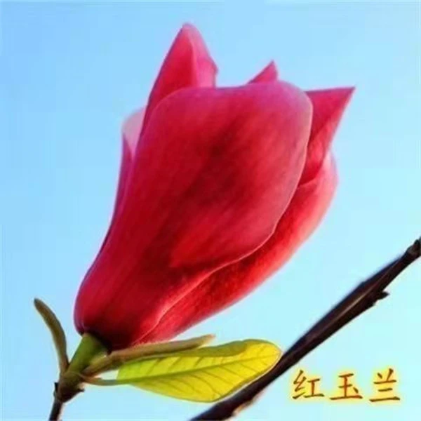 盆栽矮化嫁接玉兰苗紫玉兰花树苗红白黄玉兰南北方种耐寒花卉植物