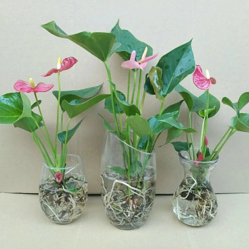 【带花发货】盆栽花卉红掌粉掌白掌花室内水培花卉盆栽植物绿植