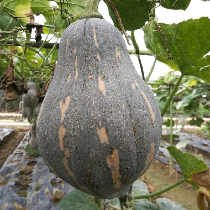 香芋南瓜种子早熟高产粉糯甜香蔬菜种籽春秋适种
