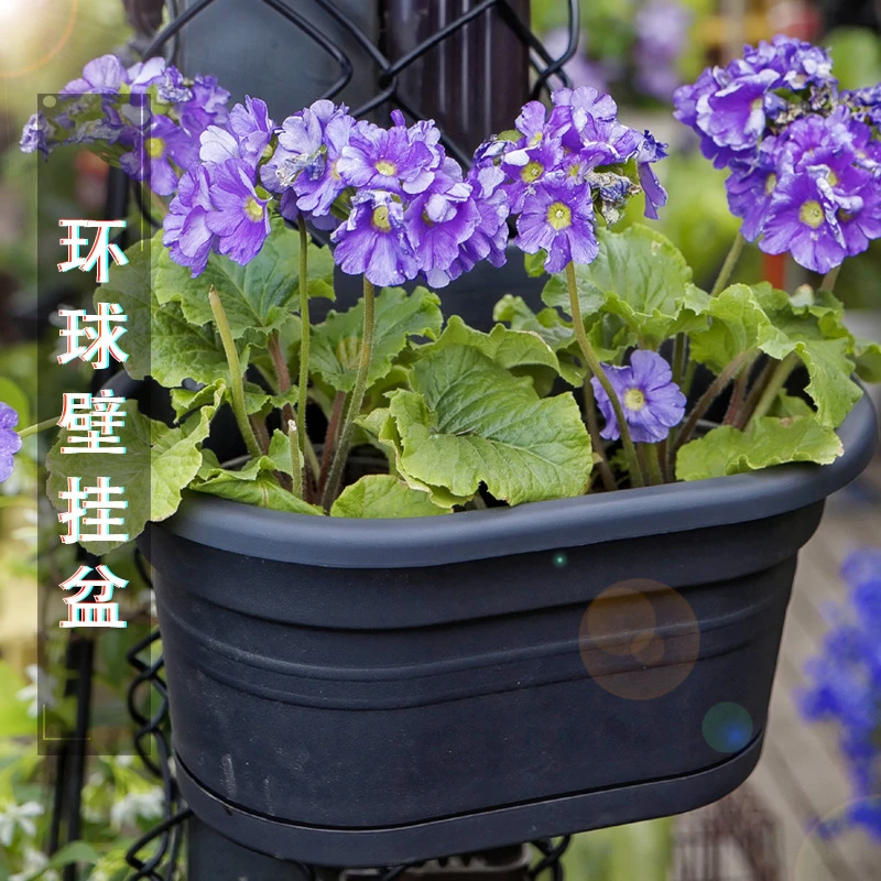 环球花盆霍仑系列挂壁花盆阳台悬挂式吊兰多肉树脂加厚塑料挂盆