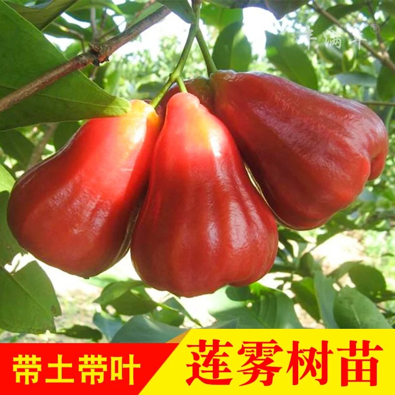 莲雾树苗黑金刚黑糖芭比嫁接苗大叶红盆栽地栽果树苗庭院种植载种