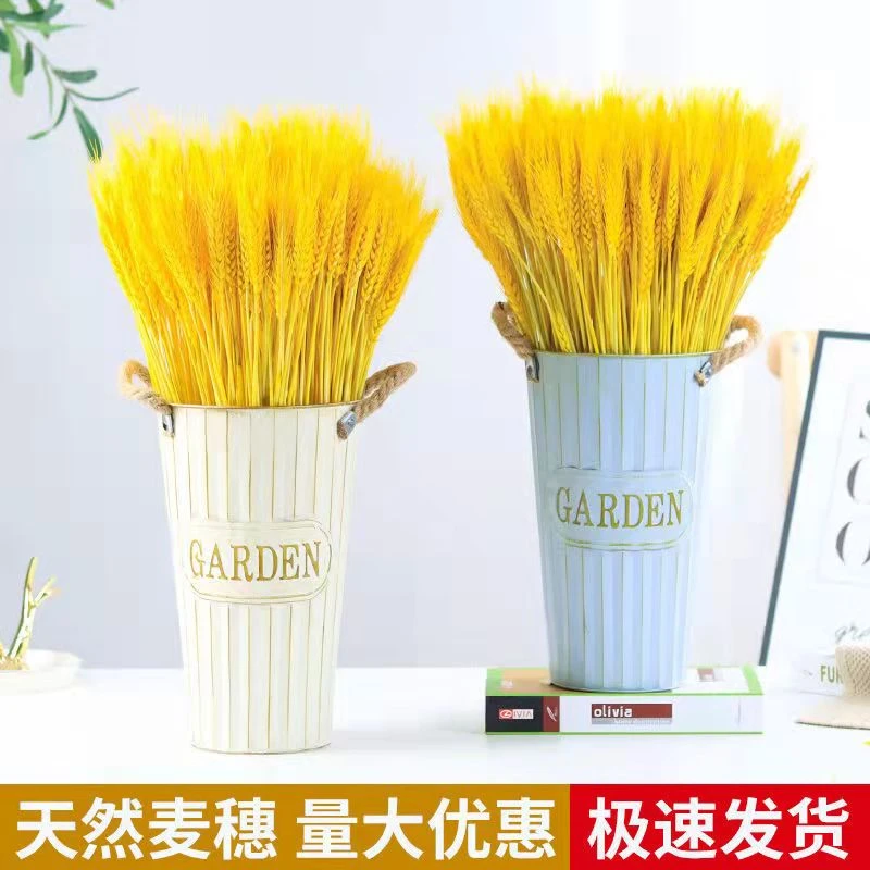天然麦穗干花花束开业大麦田园装饰礼品拍摄道具干花真花麦子包邮