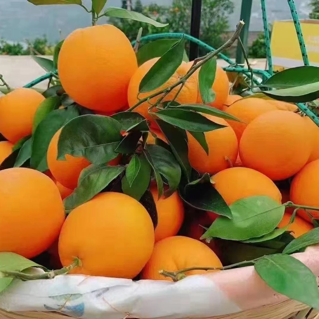 重庆奉节产地自然成熟脐橙福本带箱20斤装包邮奉节脐橙