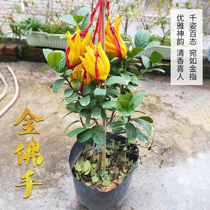 佛手盆栽金华佛手千佛手庭院阳台室内盆栽带果发货