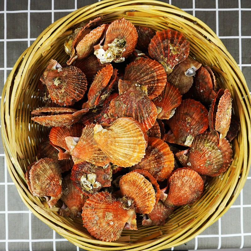 连云港发货鲜活海鲜 小红贝/红扇贝 3~10斤 栉孔贝 壳薄肉肥